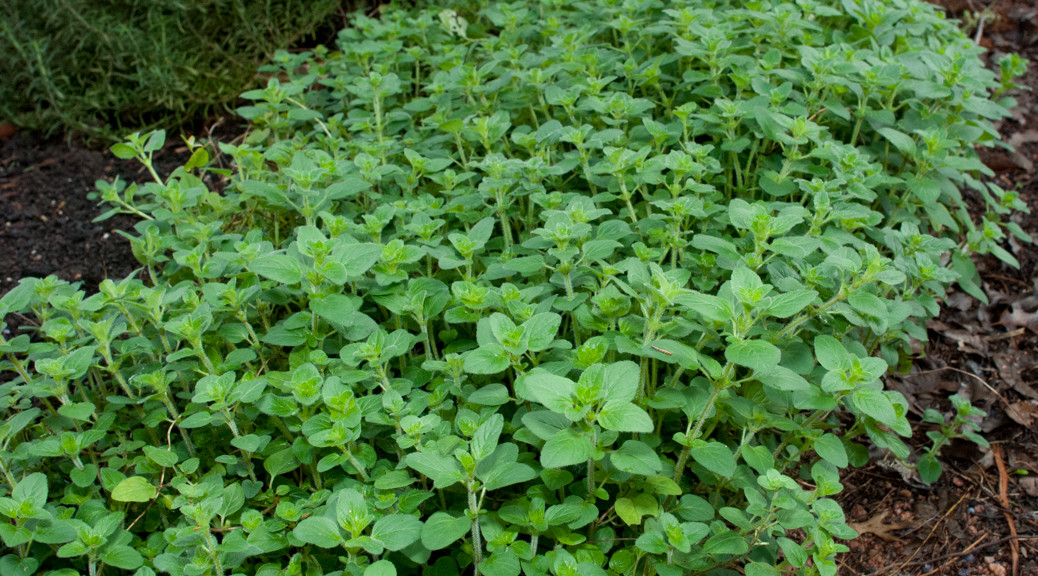 Harvesting Oregano | Gardening in Round Rock